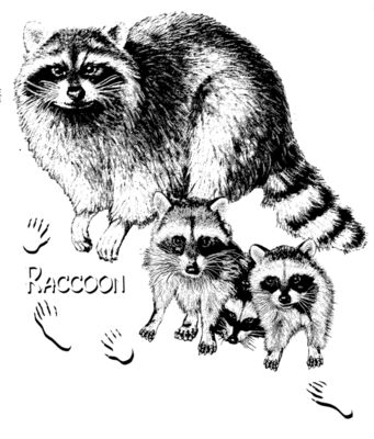 Z32 Raccoon family