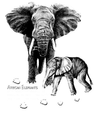 Z25 African Elephant