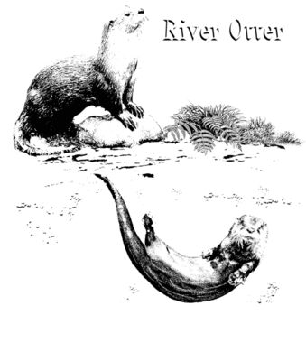 Z410 River Otter Scene