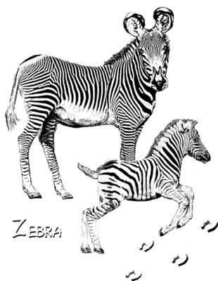 Z22 zebra art glow