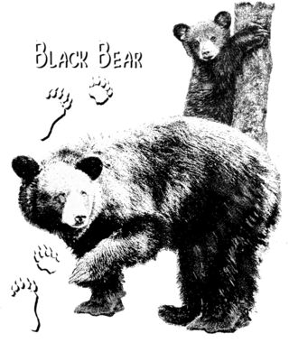 Z49 black bear