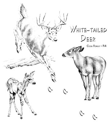 z263 white tailed deer
