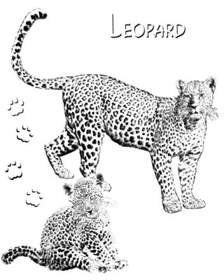 Z83 leopard