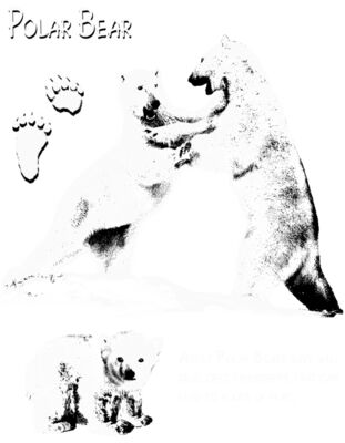polar bear play