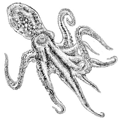 S57 Hip Octopus