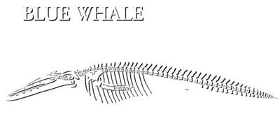 S54 blue whale