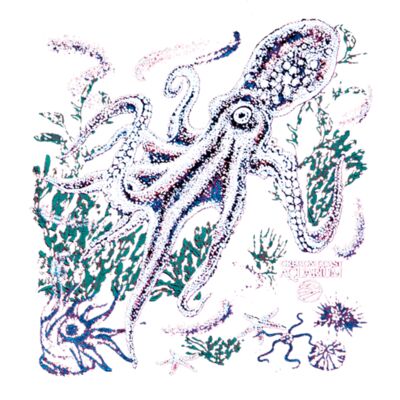s23 octopus 