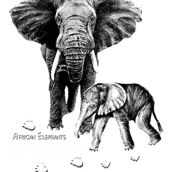 Z25 African Elephant Thumbnail