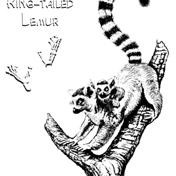 Z164 Ring tailed Lemur Thumbnail