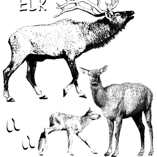 Z48 elk art Thumbnail
