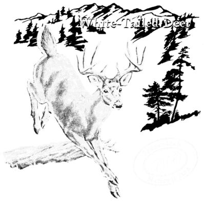 Z270 White tailed Deer
