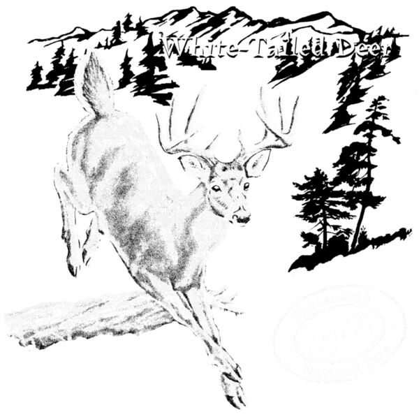 Z270 White tailed Deer Thumbnail