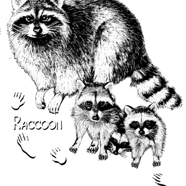 Z32 Raccoon family Thumbnail