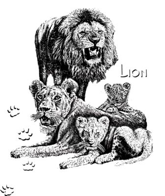 Z23 African lion family