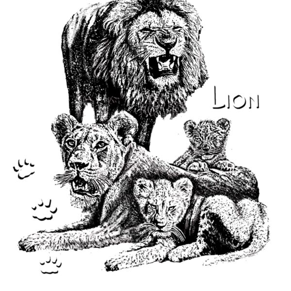 Z23 African lion family Thumbnail