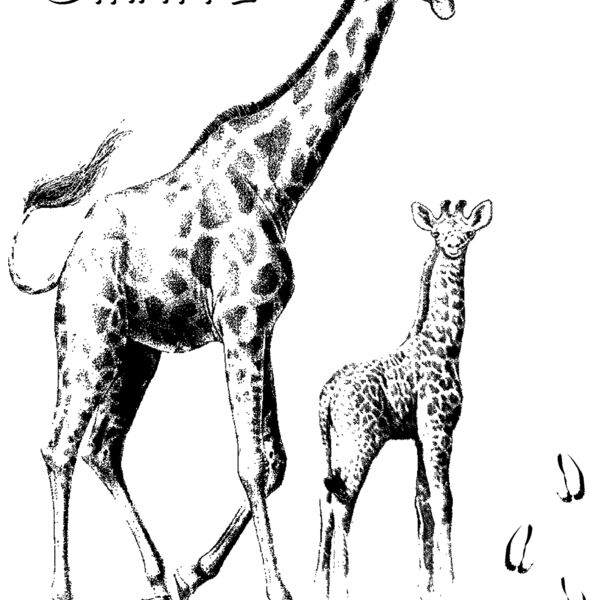 Z60 giraffe Thumbnail