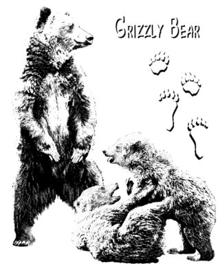 Z28 Grizzly Bear