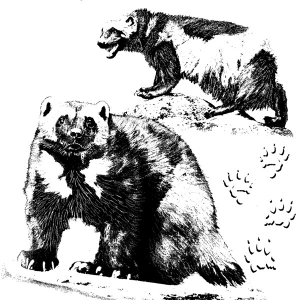 Z135 wolverine art   Thumbnail