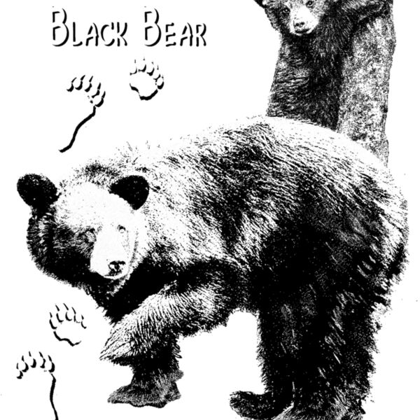 Z49 black bear Thumbnail