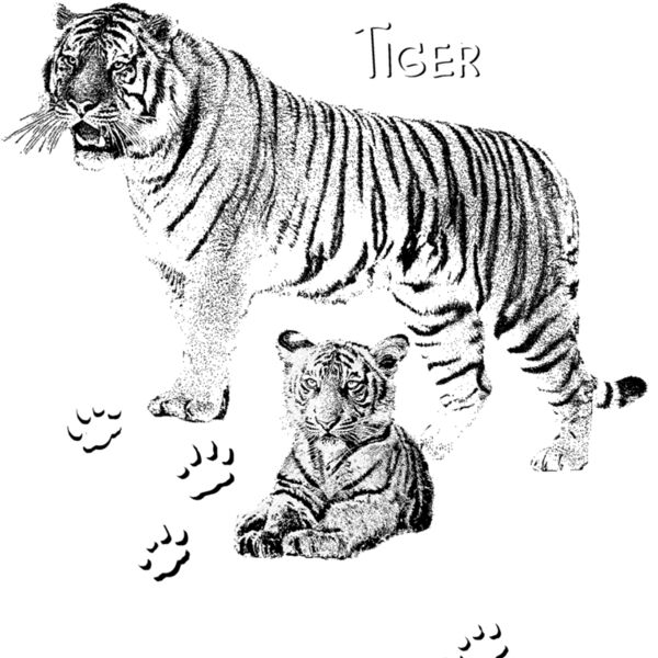 Z58 TIGER  Thumbnail