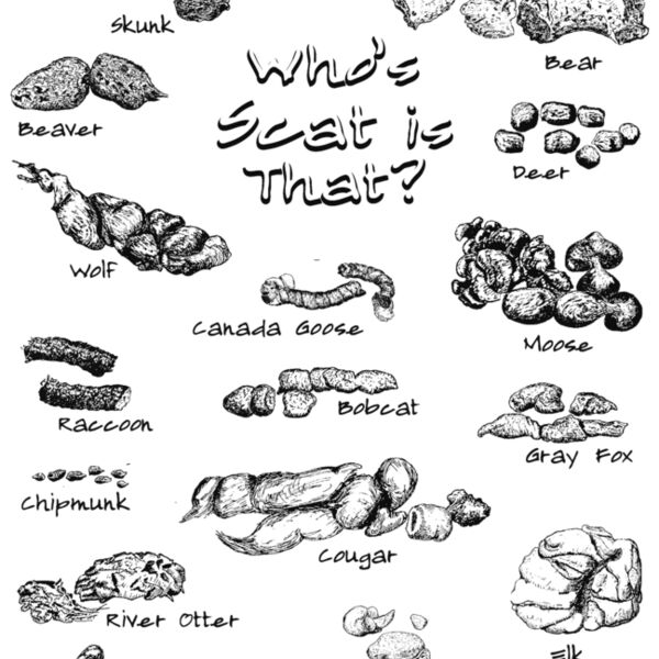 Z387 who s scat is that  Thumbnail