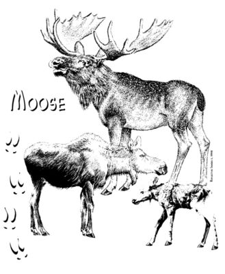 Z51 moose