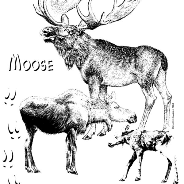 Z51 moose Thumbnail