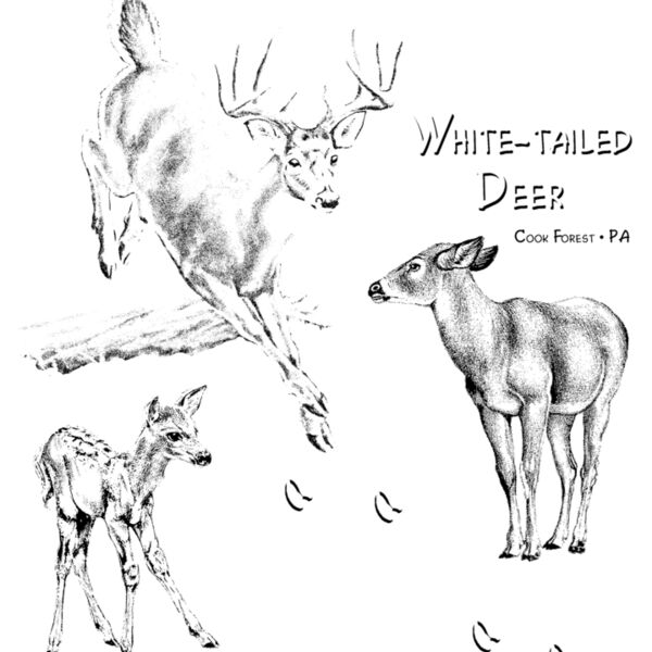 z263 white tailed deer Thumbnail