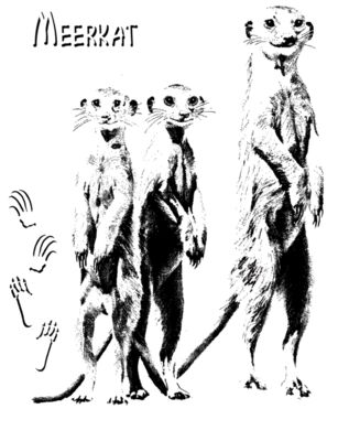 Z78 meerkat art