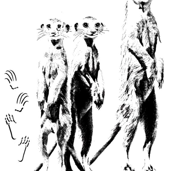 Z78 meerkat art Thumbnail