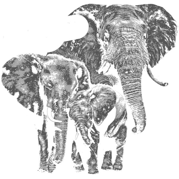 Z519 3 Elepants Thumbnail