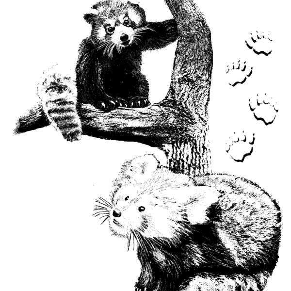 Z77 red panda Thumbnail