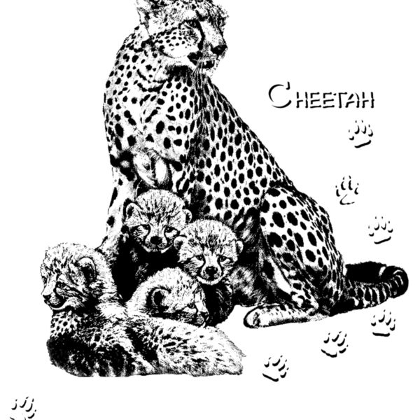 Z21 CHEETAH Thumbnail
