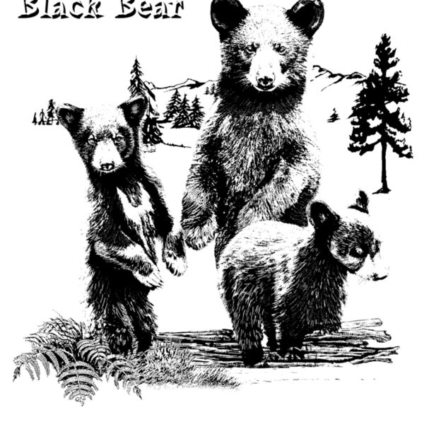Z274 Black Bear Thumbnail