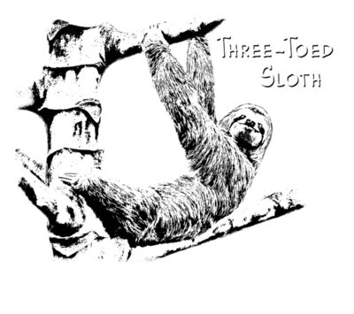 Z527 Three Toed Sloth