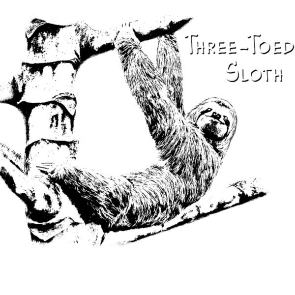 Z527 Three Toed Sloth Thumbnail