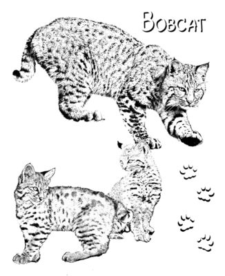 Z69 Bobcat 