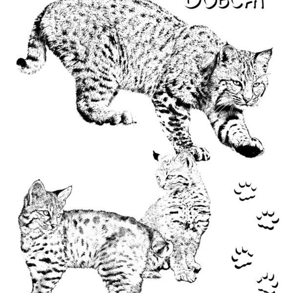 Z69 Bobcat  Thumbnail