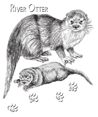 Z50 River Otter