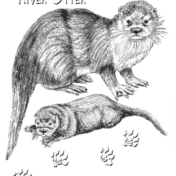 Z50 River Otter Thumbnail