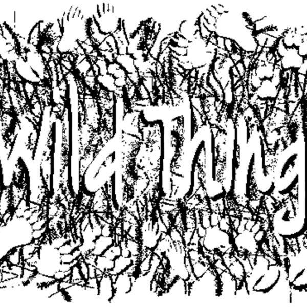 Z347 New Wild Thing Thumbnail