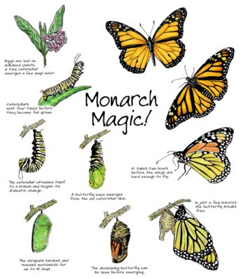 Z137 Monarch