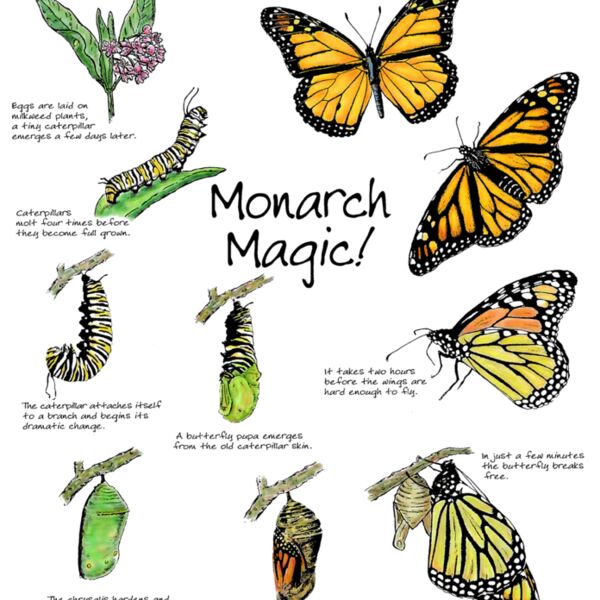 Z137 Monarch Thumbnail