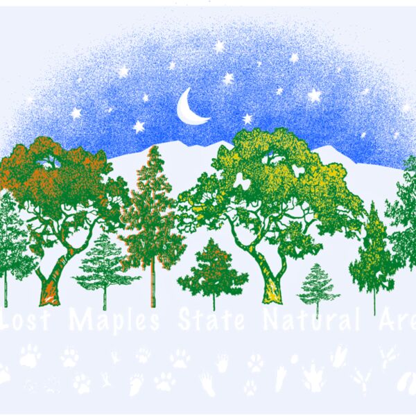 Z305  Tracks in the trees Thumbnail