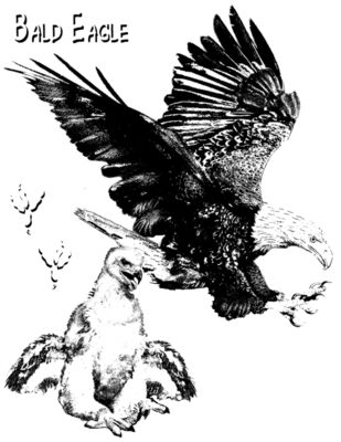 Z68 Bald Eagle