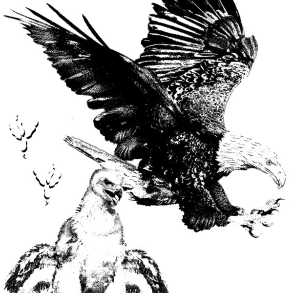 Z68 Bald Eagle Thumbnail