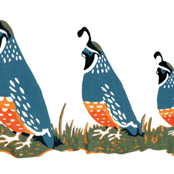 Z181 3 quail  Thumbnail