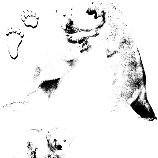 Z171 polar bear play Thumbnail