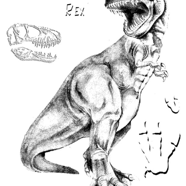 D7  T Rex Flesh Thumbnail