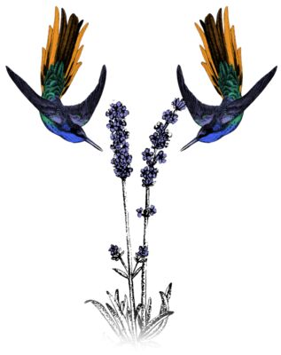 Z502 hummingbirds
